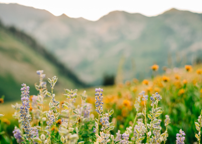  Dentist Lindon UT