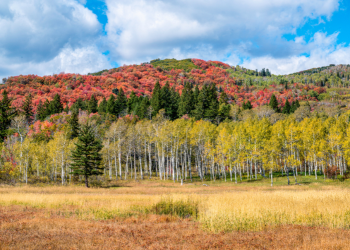 Pleasant Grove Dentist